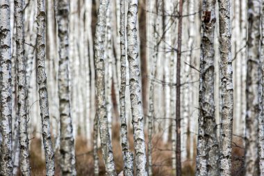 Huş ağaçları orman