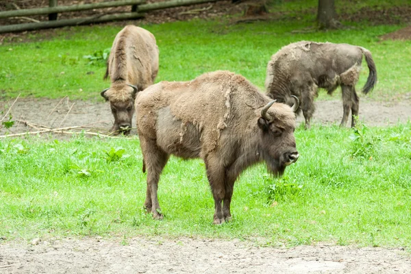 Bisonte en cautiverio en el zoológico — Foto de Stock