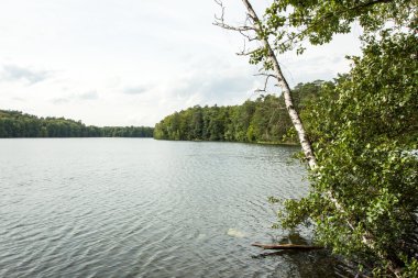 Peyzaj göl yakınındaki ormanda