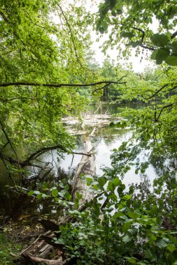 Peyzaj göl yakınındaki ormanda