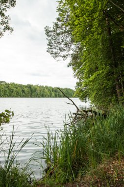 Peyzaj göl yakınındaki ormanda