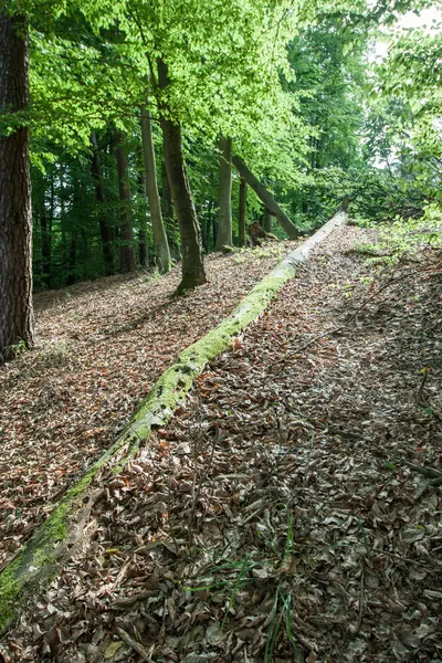 Krajobraz w lesie w pobliżu jeziora — Zdjęcie stockowe