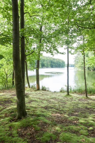Krajobraz w lesie w pobliżu jeziora — Zdjęcie stockowe