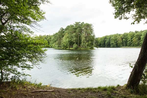 Krajobraz w lesie w pobliżu jeziora — Zdjęcie stockowe