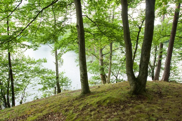 Le paysage dans la forêt près du lac — Photo