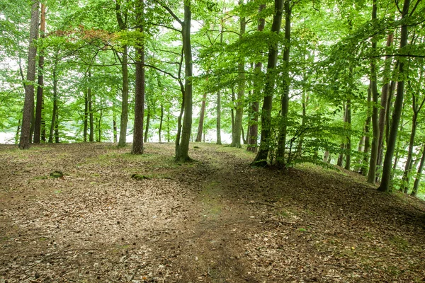 Landskapet i skogen vid sjön — Stockfoto