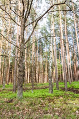 Geç sonbaharda - ormanda karışık