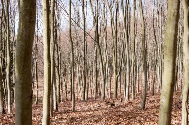 Geç sonbaharda - ormanda karışık