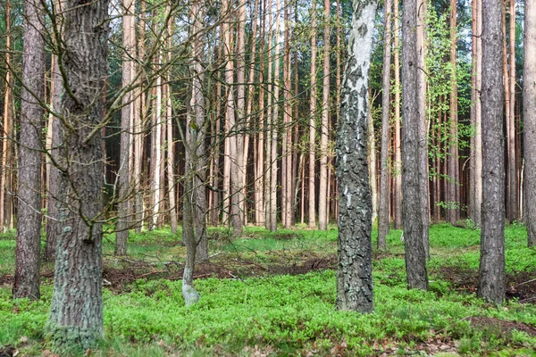 Bosque a finales de otoño - mixto —  Fotos de Stock