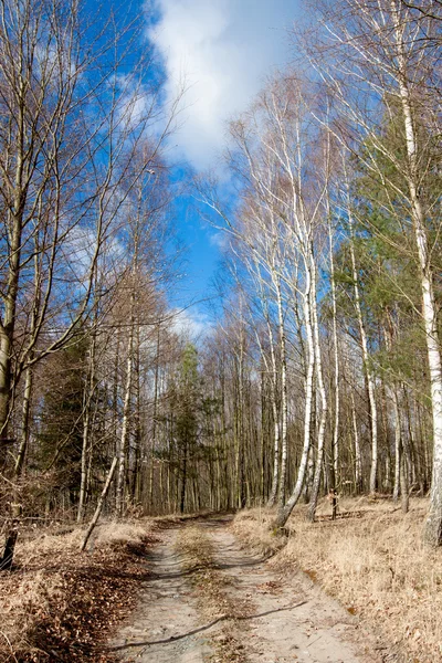 Forêt à la fin de l'automne - mixte — Photo