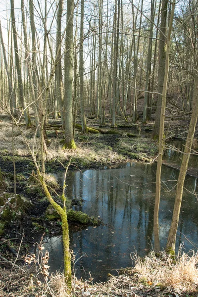 Palude nella foresta stagione autunnale — Foto Stock