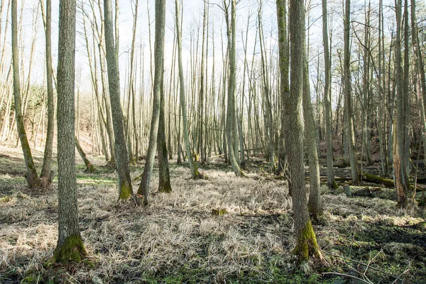 Marais dans la forêt saison d'automne — Photo