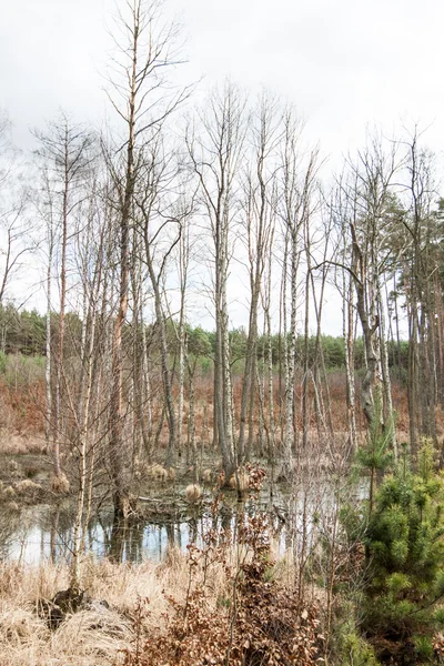 Bagno w lesie jesienią sezonu — Zdjęcie stockowe