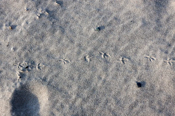 Traces d'un oiseau dans le sable — Photo