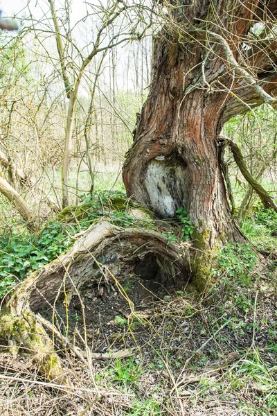 Vieil arbre envahi dans la forêt — Photo