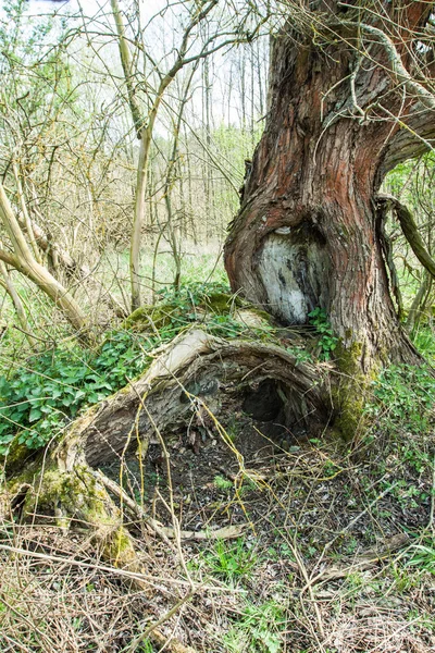 Vieil arbre envahi dans la forêt — Photo