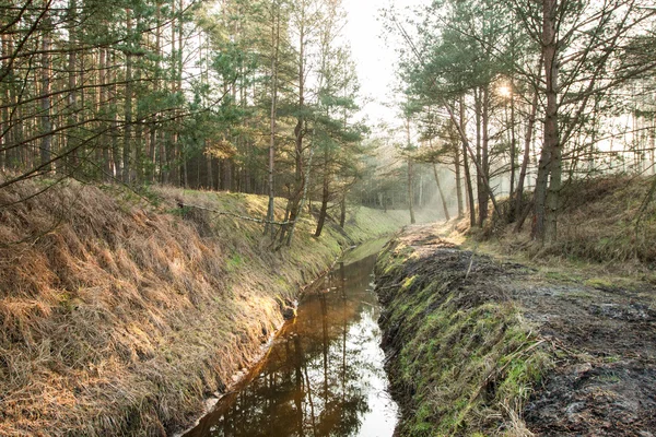 Stream dans la forêt saison d'automne — Photo