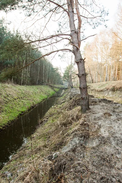 Flusso nella foresta stagione autunnale — Foto Stock