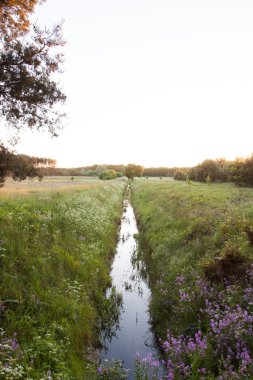 Günbatımı ormanda çayır üzerinde