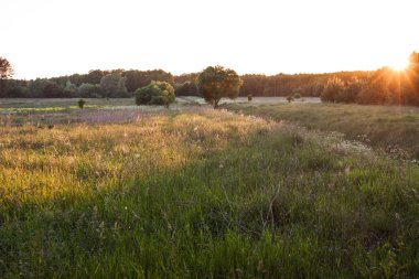 Günbatımı ormanda çayır üzerinde