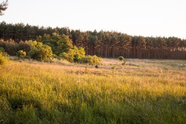 Günbatımı ormanda çayır üzerinde