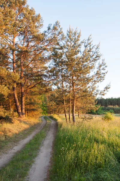 Sunset over the meadow in the woods — Stock Photo, Image