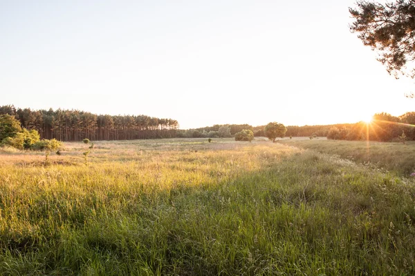 Sunset over the meadow in the woods — Stock Photo, Image