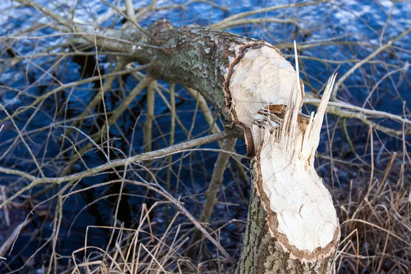 Tree felled by beavers over the lake — Stock Photo, Image