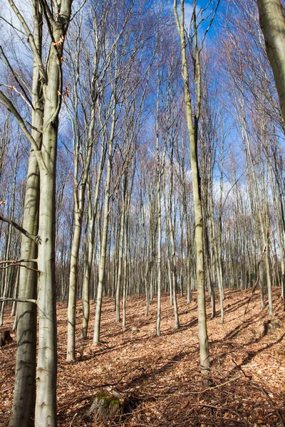 La temporada de otoño del bosque - los árboles —  Fotos de Stock