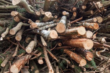 Ormandaki ağaçları keserek.