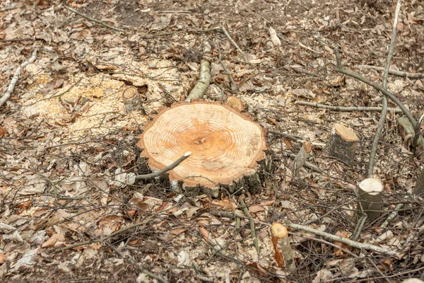 Cutting down trees in the forest — Stock Photo, Image