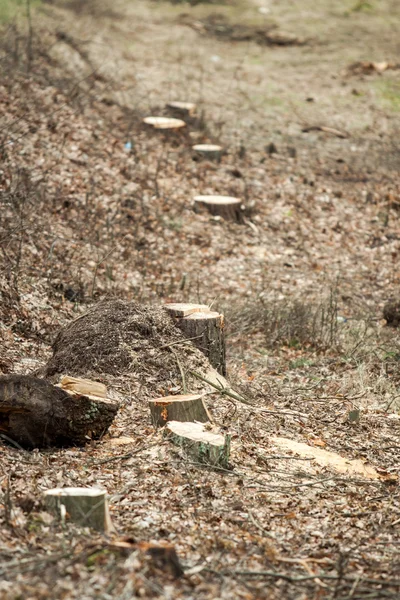 Abattre des arbres dans la forêt Image En Vente