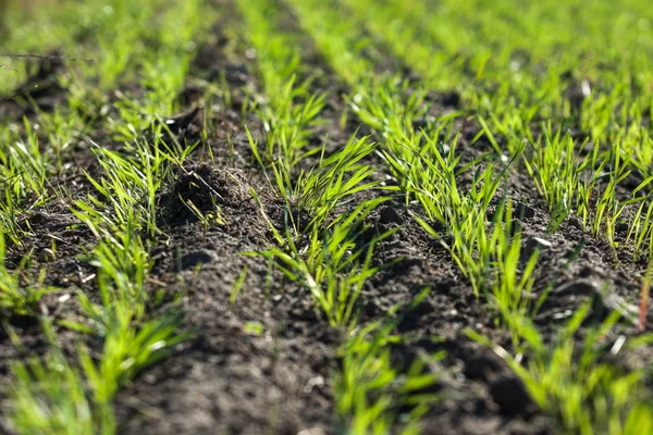 Field with young on plants — Stock Photo, Image