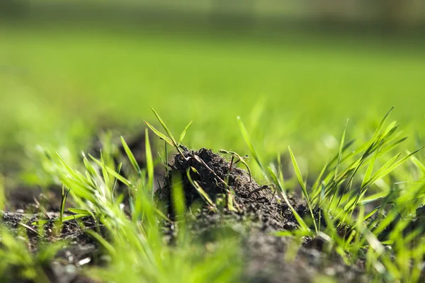 Field with young on plants — Stock Photo, Image