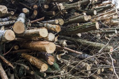 kesilen ağaçlar ve küme içinde yığılmış