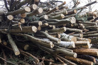 kesilen ağaçlar ve küme içinde yığılmış