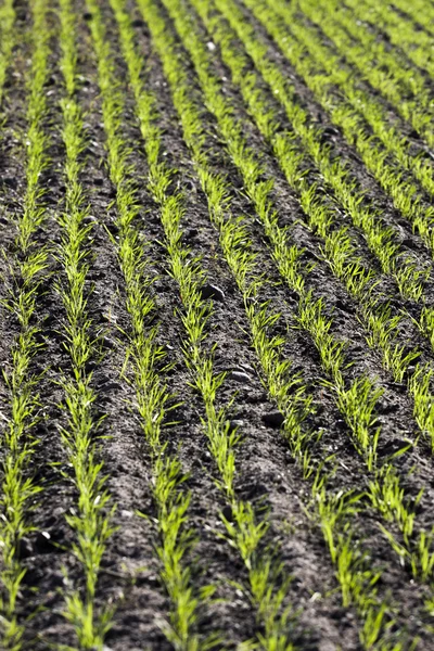 Feldfrüchte - die jungen Pflanzen auf dem Feld — Stockfoto