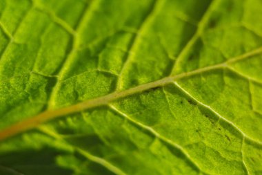 Olgun marul yaprakları masanın üzerinde yakın plan yatar. Bahçeden yeşillikler.