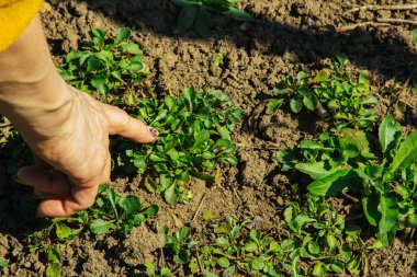 İlkbaharda bir kürekle açık araziye bitki dikmek. Bahçedeki yabani ot bitkileri. Ekin bakımı.