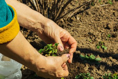 İlkbaharda bir kürekle açık araziye bitki dikmek. Bahçedeki yabani ot bitkileri. Ekin bakımı.