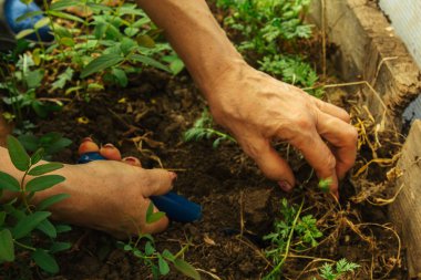 İlkbaharda bir kürekle açık araziye bitki dikmek. Bahçedeki yabani ot bitkileri. Ekin bakımı.