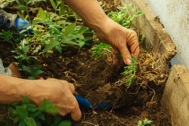 İlkbaharda bir kürekle açık araziye bitki dikmek. Bahçedeki yabani ot bitkileri. Ekin bakımı.