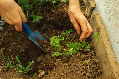 İlkbaharda bir kürekle açık araziye bitki dikmek. Bahçedeki yabani ot bitkileri. Ekin bakımı.
