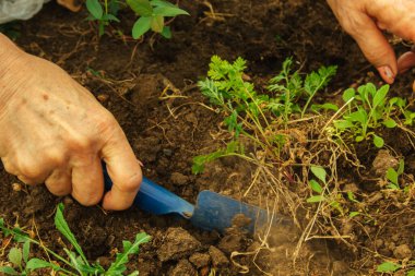 İlkbaharda bir kürekle açık araziye bitki dikmek. Bahçedeki yabani ot bitkileri. Ekin bakımı.