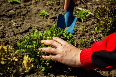 İlkbaharda bir kürekle açık araziye bitki dikmek. Bahçedeki yabani ot bitkileri. Ekin bakımı.
