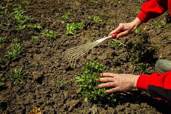 Plantación Plantas Campo Abierto Primavera Con Una Pala Plantas Deshierbe — Foto de Stock