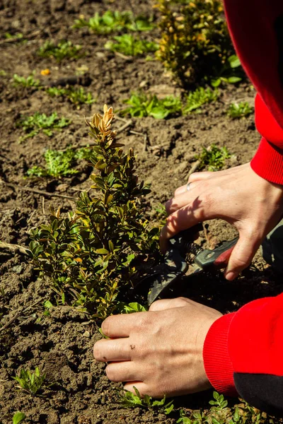 Plantación Plantas Campo Abierto Primavera Con Una Pala Plantas Deshierbe — Foto de Stock