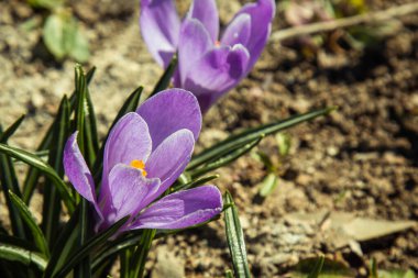 Bahar bahçesinde tomurcuklanan çiçek tomurcukları. Açık araziye çok renkli bitkiler ekildi.