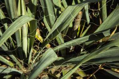 Bahar bahçesinde tomurcuklanan çiçek tomurcukları. Açık araziye çok renkli bitkiler ekildi.