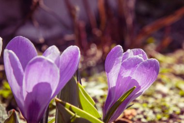 Bahar bahçesinde tomurcuklanan çiçek tomurcukları. Açık araziye çok renkli bitkiler ekildi.